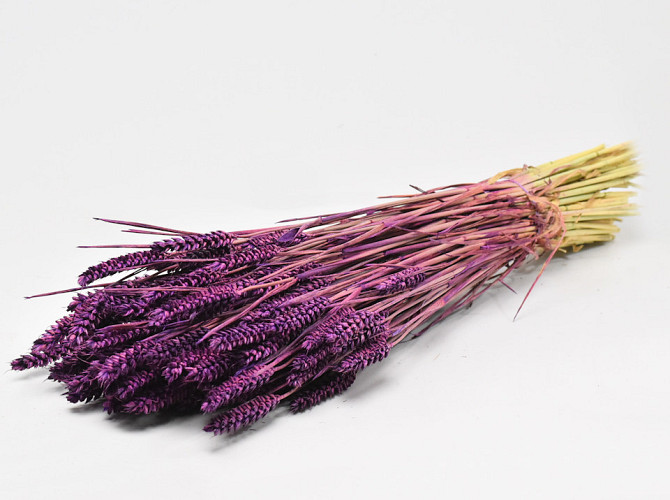Triticum Violet 70cm (wheat)