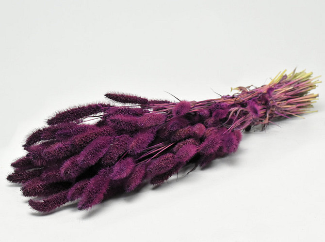 Setaria 65cm Purple 