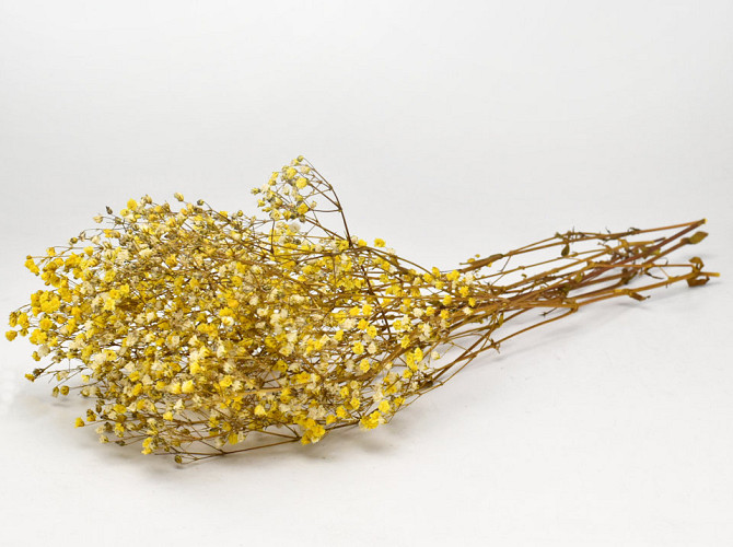 Gypsophila Yellow preserved 30gr.