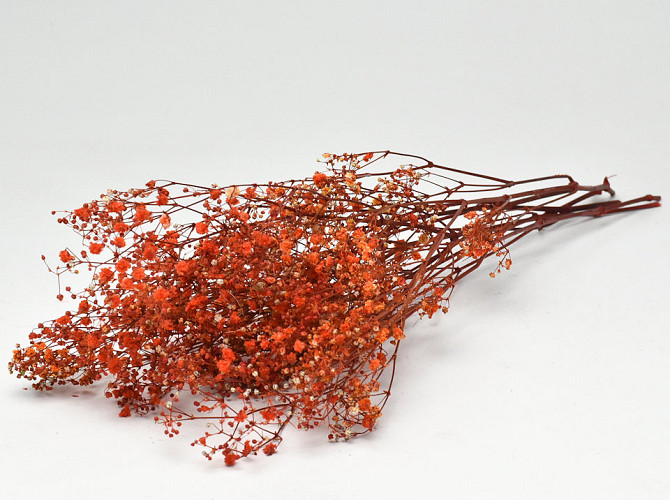 Gypsophila Orange preserved 30gr.