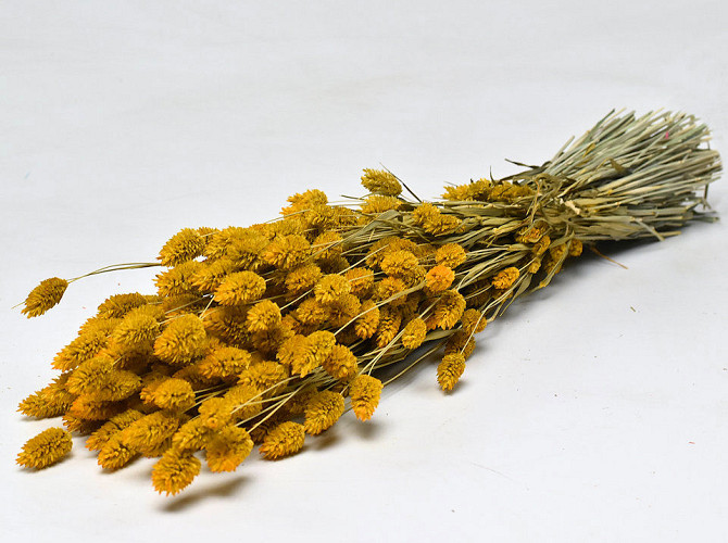 Phalaris Yellow 70cm
