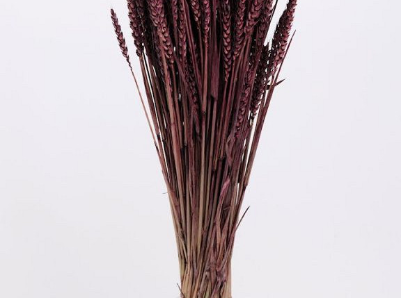 Triticum Brown (wheat)