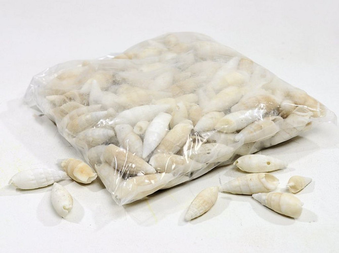 Shells Certihium vertagus 1kg