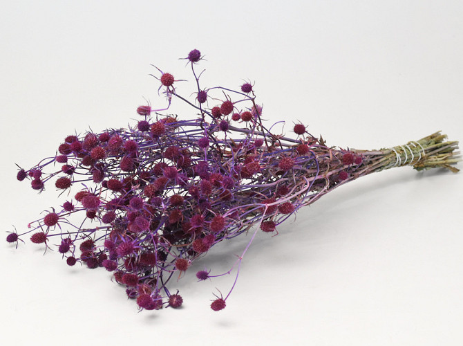 Eryngium Thistles 60cm Pink