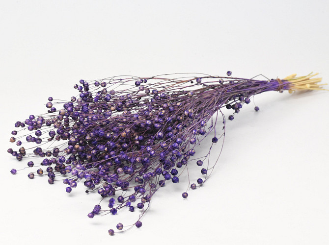 Linum Purple 40cm