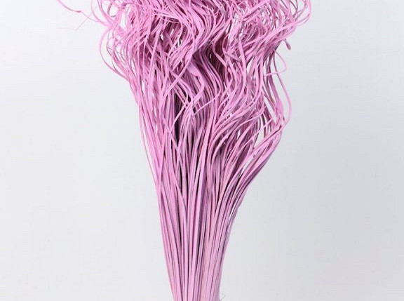 Curly Ting Pink 300 Stems