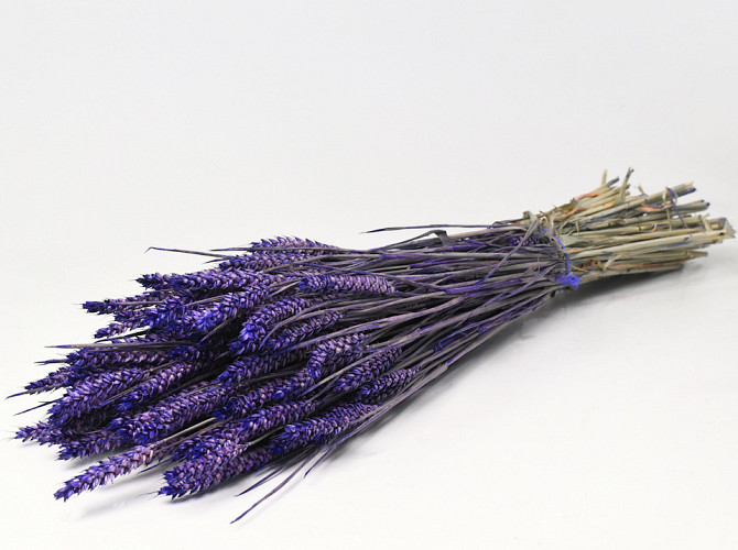 Bouquet Triticum Violet 70cm (blé)