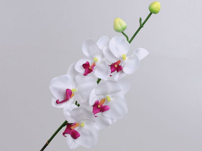 Phalaenopsis 75cm Weiss