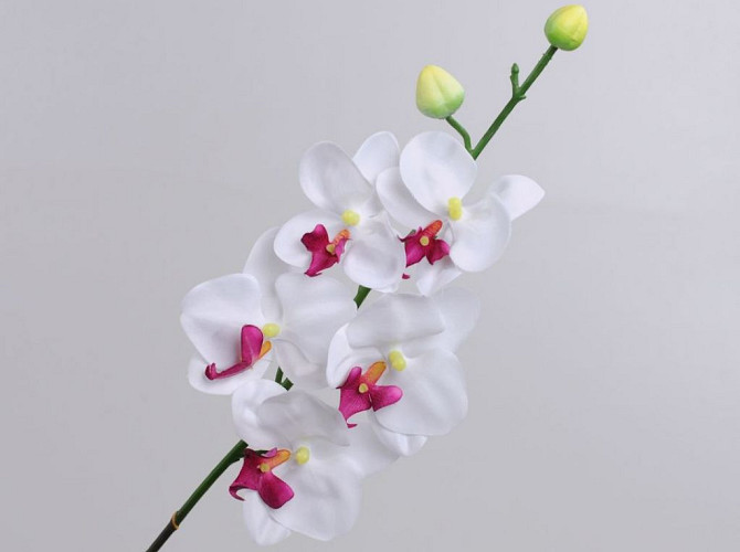 Phalaenopsis 75cm Wit