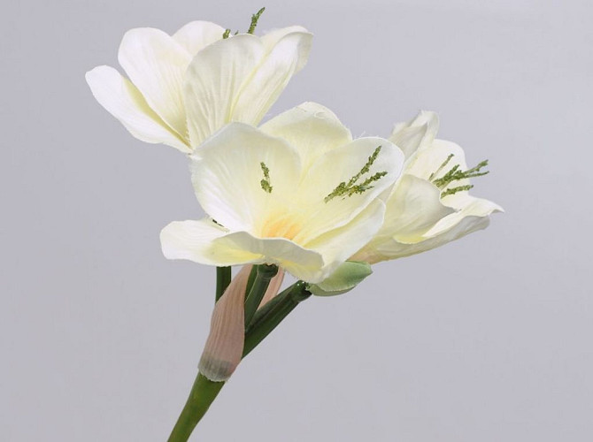 Amaryllis Spray White 55cm