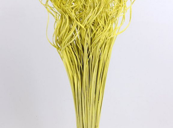 Curly Ting Yellow 300 Stems