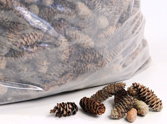 Pine Cone Sitka 5Kg