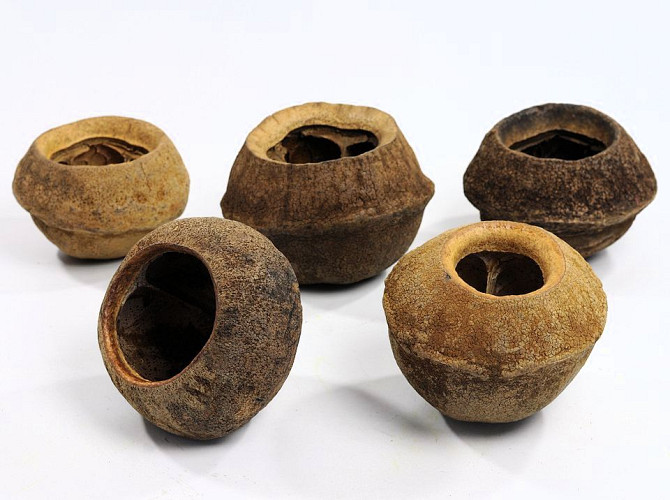 Sapucaia Large D14-16cm