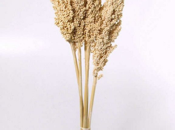 Indian Corn bleached 75cm