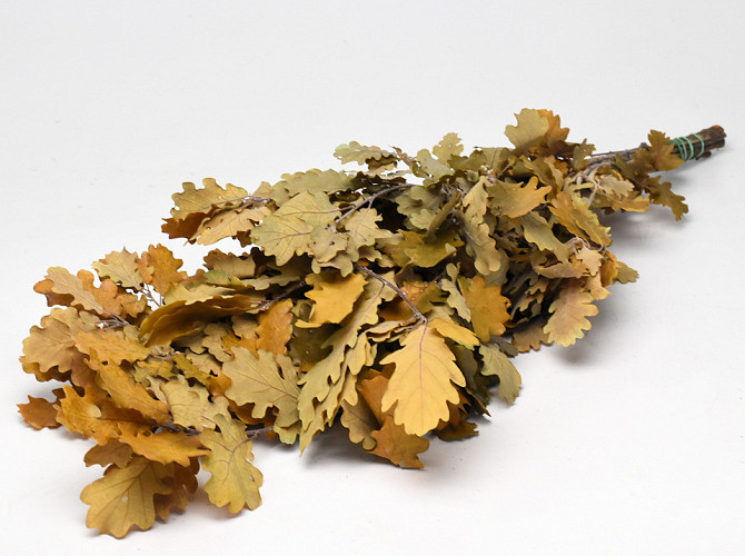 Oak Leaves Yellow 50-60cm