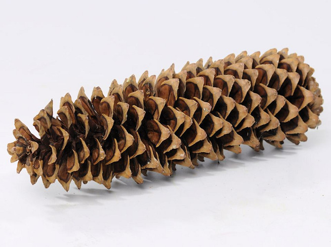 Sugar Pine Cone 20-30cm