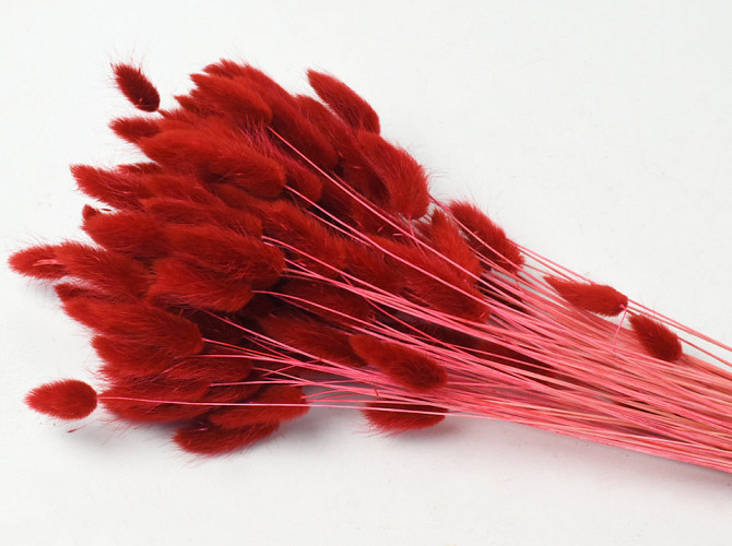 Lagurus Bright Red 65cm
