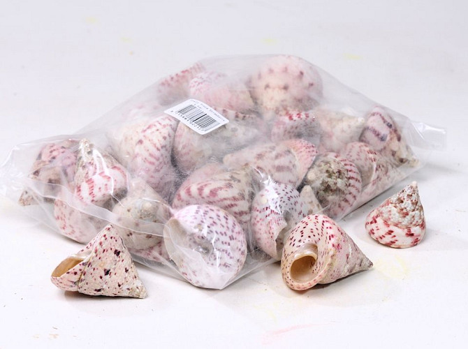 Coquillages Trochus Strawberry 1kg