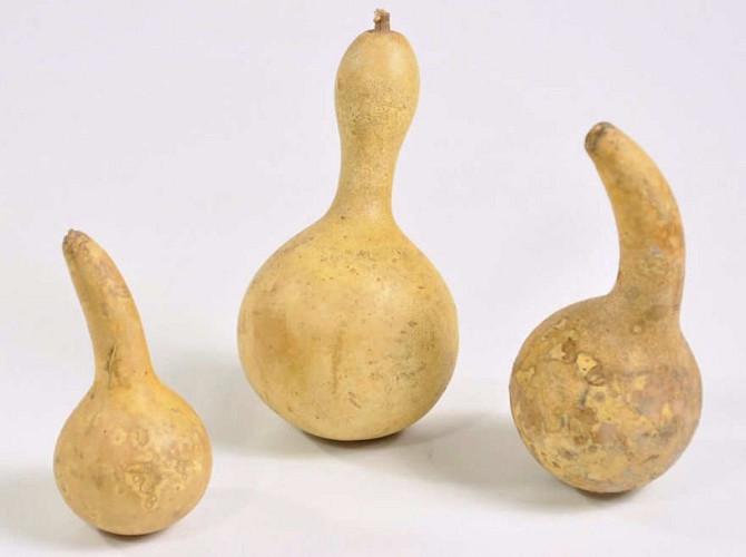 Calabash Medium 12-18cm