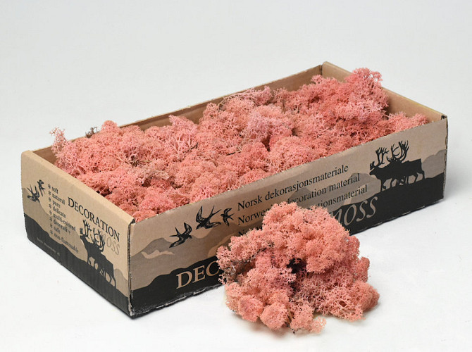 Reindeer Moss Light Pink 500g.