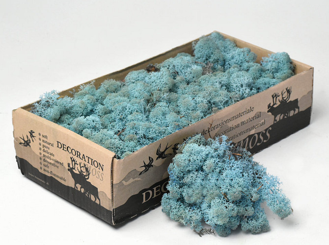 Islandmoos Aquamarine 500Gr.