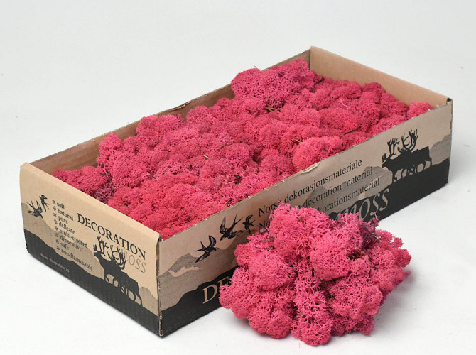 Islandmoos Fuchsia 500Gr.