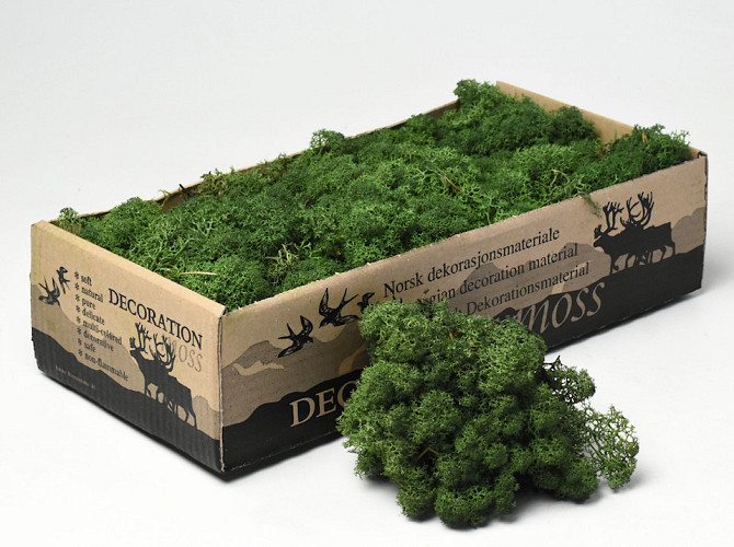 Reindeer Moss Moss-Green 500g.