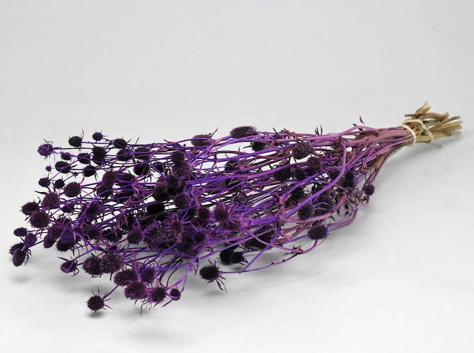 Eryngium Thistles 60cm Purple
