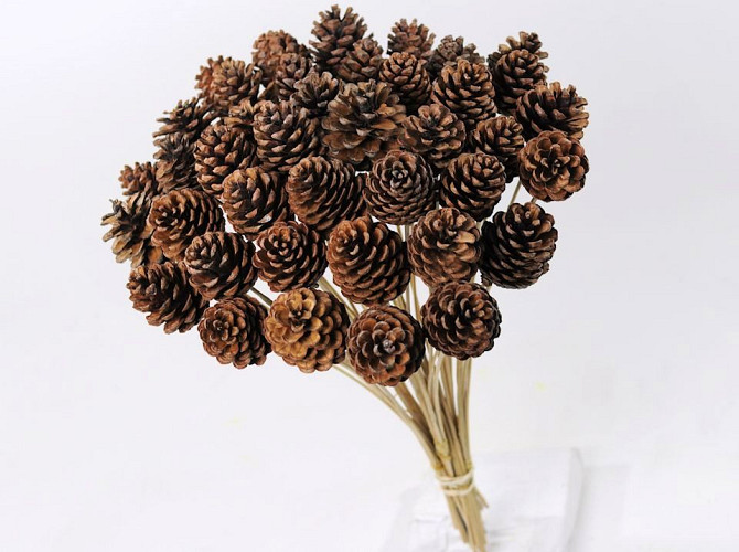 Pine Cone on 50cm stem