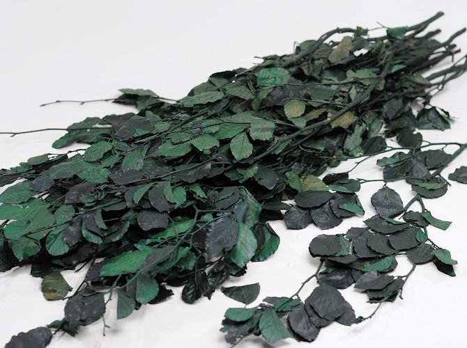 Beech Leaves green 