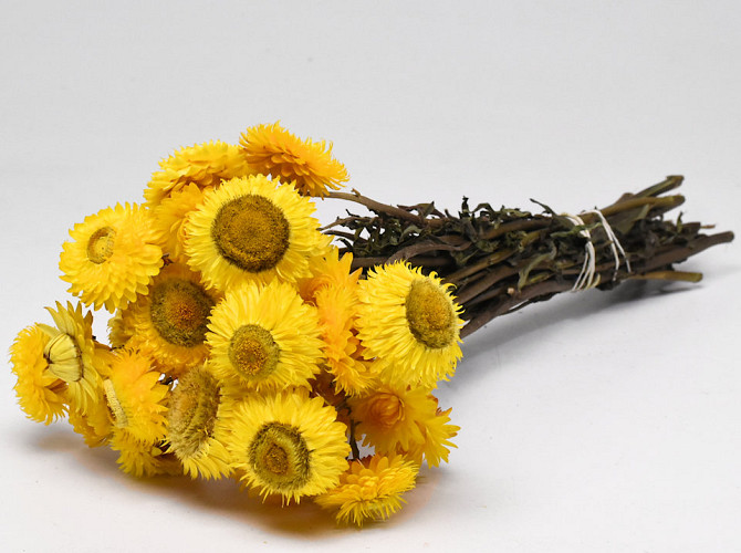 Helichrysum Geöffnet Gelb 45cm 