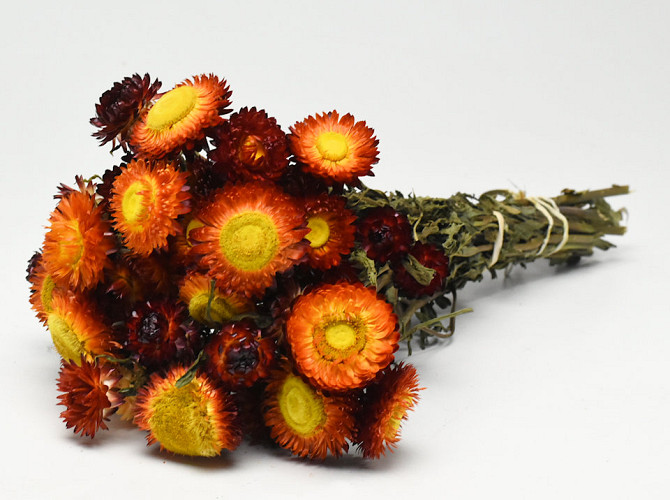 Helichrysum Geöffnet Rot 45cm Reif