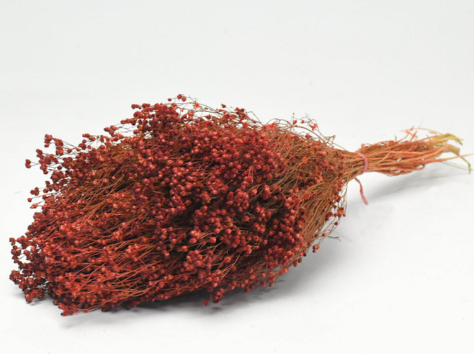 Bouquet Broom Bloom Rouge Rouille 50cm