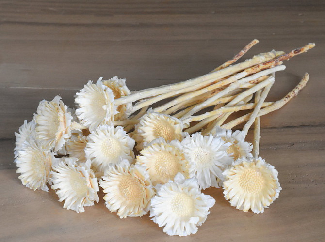 Protea Rosette Bleached 20-Pack