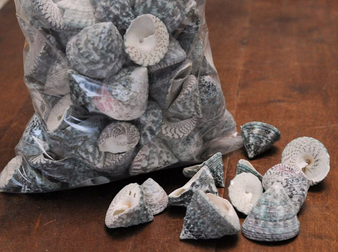 Trochus Stellatus Kg