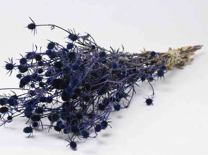 Eryngium Disteln 60cm Blau