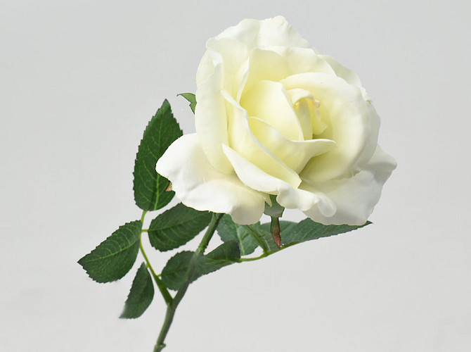 Rose Cream 37cm