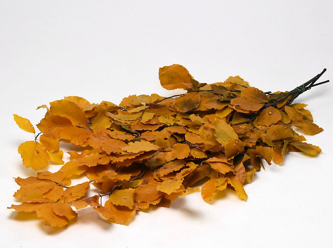 Beech Leaves Yellow 80cm