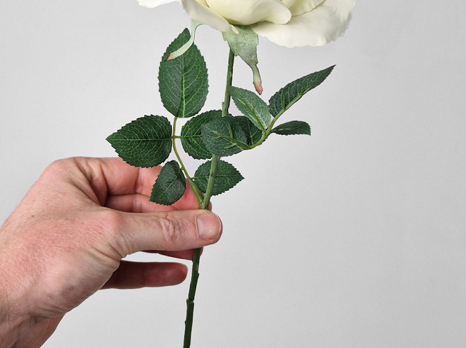 Rose Creme 37cm