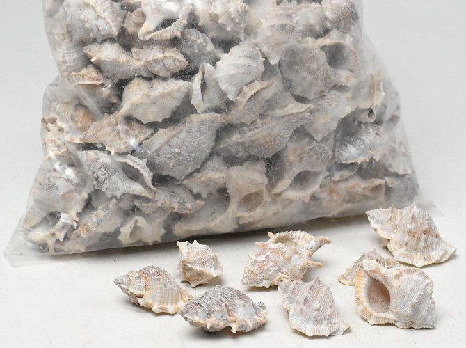 Shells Pennchiman Stone Wash 1kg