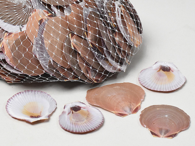 Shells Amusium Japonicum 1kg