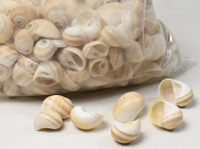 Shells Mattukan 1kg