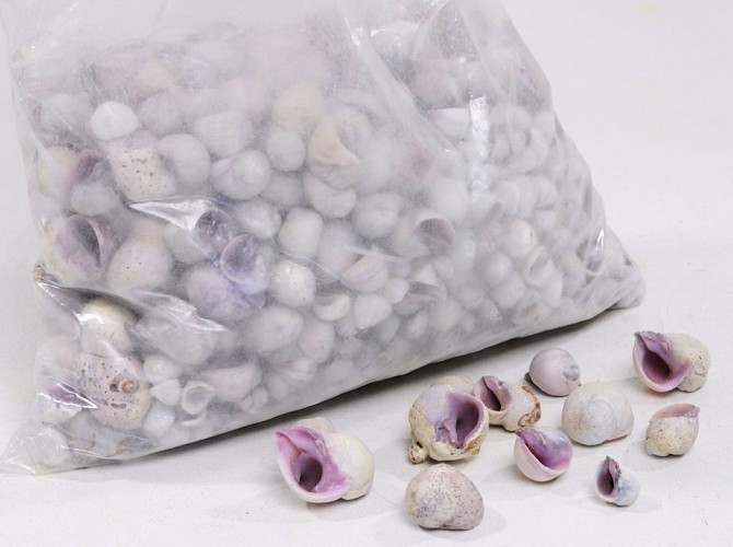 Muscheln Violett 1kg