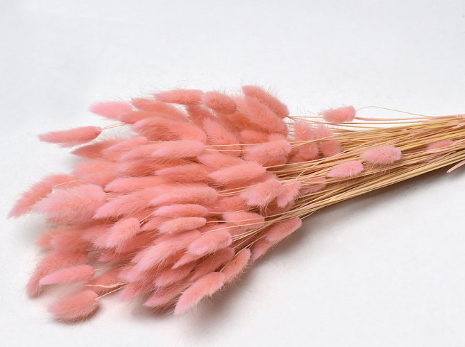 Lagurus Soft Pink 65cm