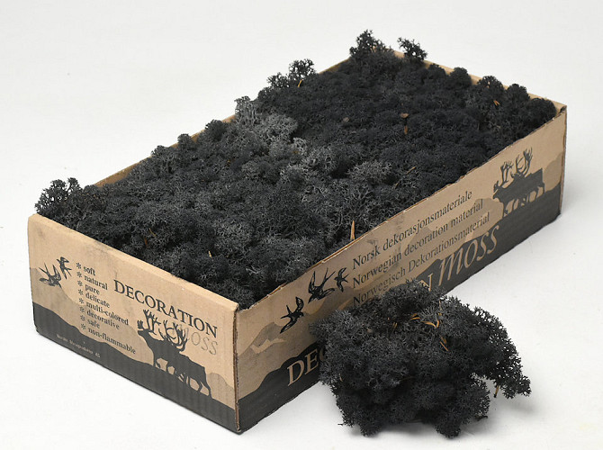 Reindeer Moss Black 500g.