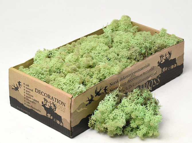 Reindeer Moss Mint Green 500g.