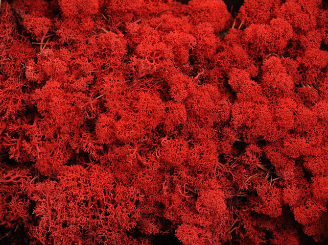 Reindeer Moss Red per kg