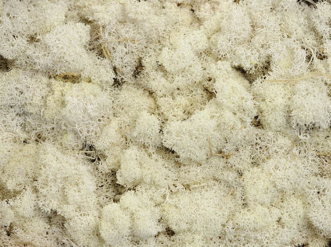 Reindeer Moss Bleached per kg