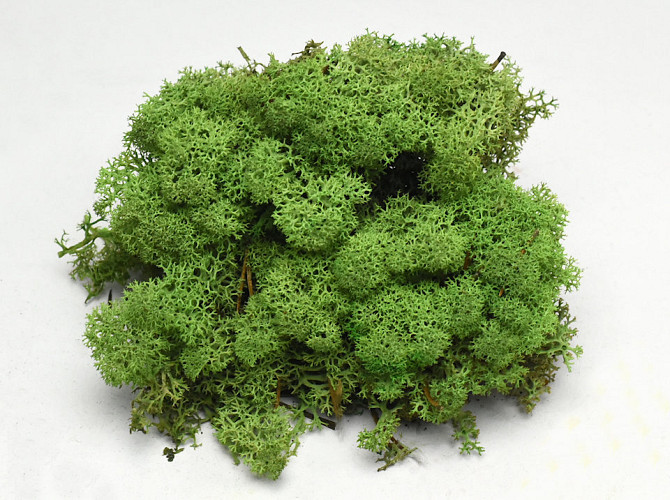 Reindeer Moss Medium Green 40g.