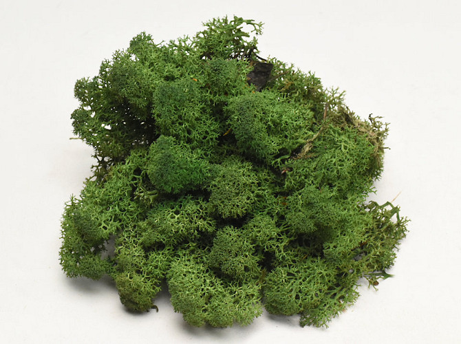 Reindeer Moss Moss Green 40g.